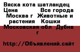 Вяска кота шатландец › Цена ­ 1 000 - Все города, Москва г. Животные и растения » Кошки   . Московская обл.,Дубна г.